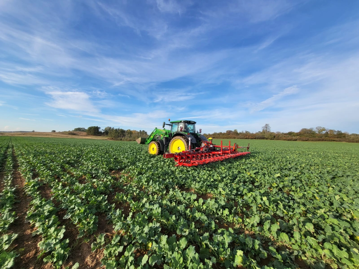 Agrargesellschaft Uckerland mbH, Landmaschinen schneiden das Grüngemüse