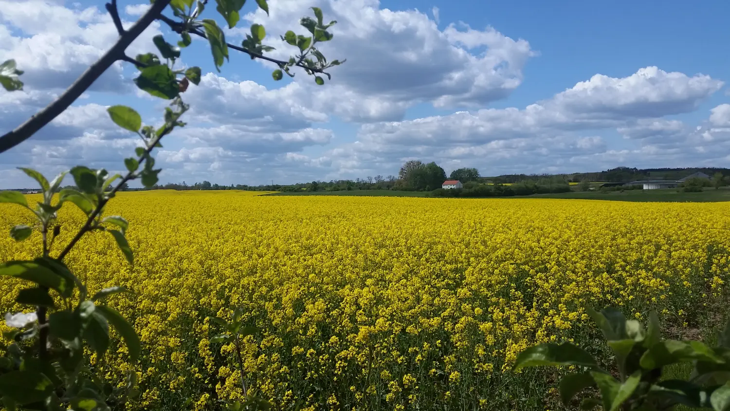 Agrargesellschaft Uckerland mbH, Agrarflächen